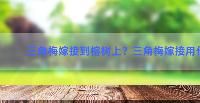 三角梅嫁接到榕树上？三角梅嫁接用什么根