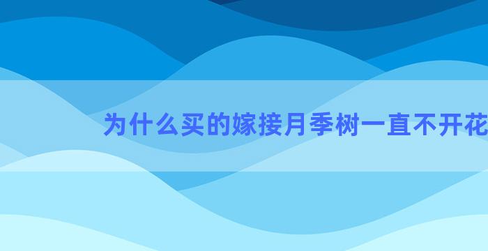 为什么买的嫁接月季树一直不开花