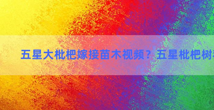 五星大枇杷嫁接苗木视频？五星枇杷树秋季嫁接