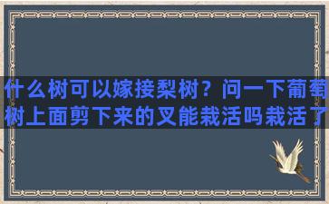 什么树可以嫁接梨树？问一下葡萄树上面剪下来的叉能栽活吗栽活了能接葡萄吗