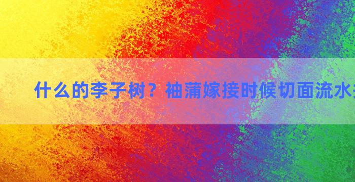 什么的李子树？袖蒲嫁接时候切面流水擦不擦掉