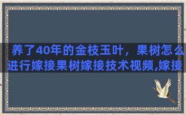 养了40年的金枝玉叶，果树怎么进行嫁接果树嫁接技术视频,嫁接方法图解