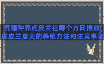 养殖种养虎皮兰往哪个方向摆放(虎皮兰夏天的养殖方法和注意事项)