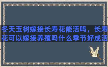 冬天玉树嫁接长寿花能活吗，长寿花可以嫁接养殖吗什么季节好成活