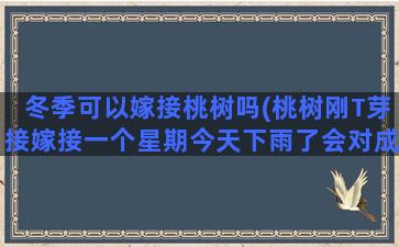 冬季可以嫁接桃树吗(桃树刚T芽接嫁接一个星期今天下雨了会对成活有影响吗)