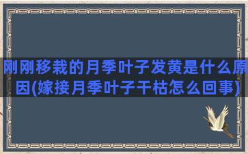 刚刚移栽的月季叶子发黄是什么原因(嫁接月季叶子干枯怎么回事)