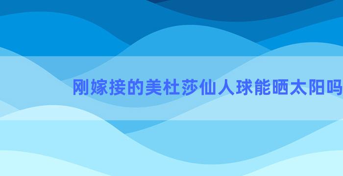 刚嫁接的美杜莎仙人球能晒太阳吗