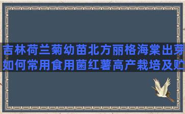 吉林荷兰菊幼苗北方丽格海棠出芽如何常用食用菌红薯高产栽培及贮藏技术(吉林荷兰菊幼苗批发)