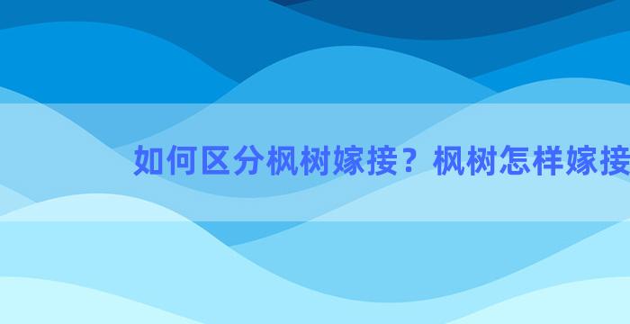 如何区分枫树嫁接？枫树怎样嫁接