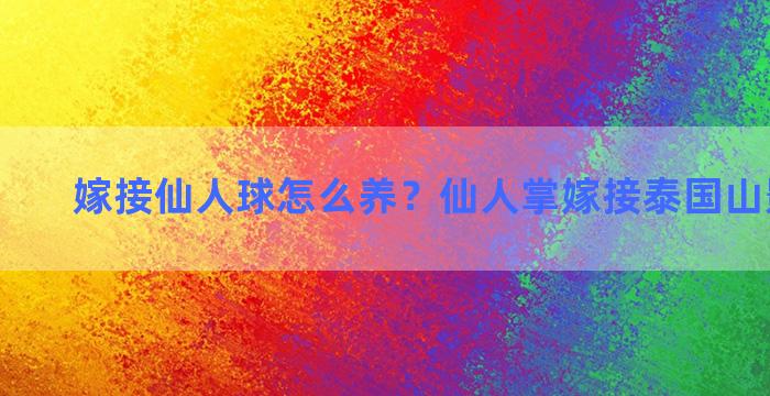 嫁接仙人球怎么养？仙人掌嫁接泰国山影可以吗