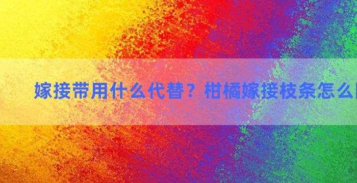 嫁接带用什么代替？柑橘嫁接枝条怎么防风固定