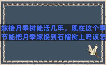 嫁接月季树能活几年，现在这个季节能把月季嫁接到石榴树上吗该怎么嫁接