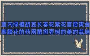 室内绿植胡豆长春花紫花苜蓿黄金麒麟花的药用菌捌枣树的姜的栽培方法