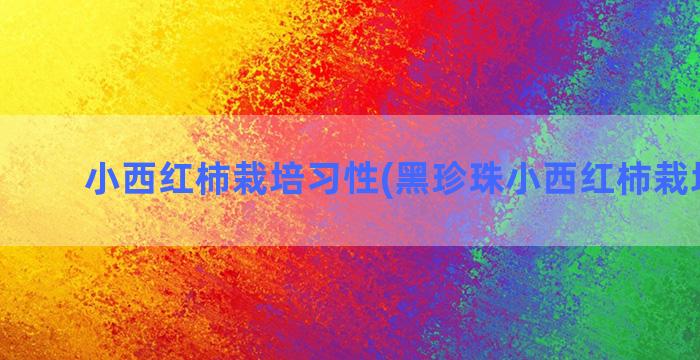 小西红柿栽培习性(黑珍珠小西红柿栽培管理)