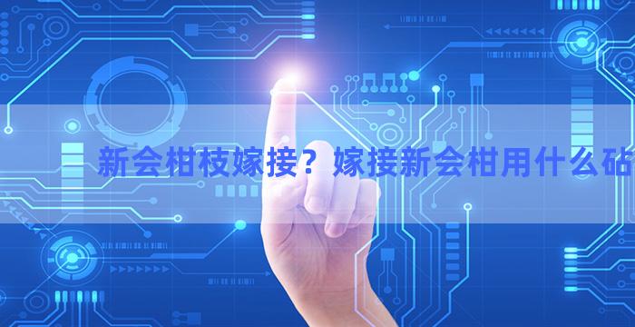 新会柑枝嫁接？嫁接新会柑用什么砧木好