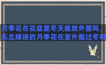 月季花在花盆里冬天能放外面吗，东北嫁接的月季花在室外能过冬吗