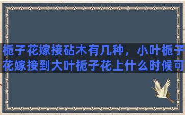 栀子花嫁接砧木有几种，小叶栀子花嫁接到大叶栀子花上什么时候可嫁接