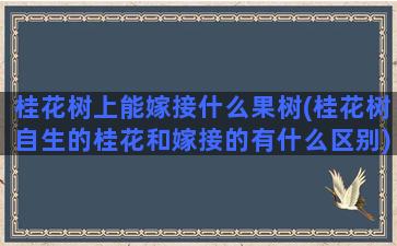 桂花树上能嫁接什么果树(桂花树自生的桂花和嫁接的有什么区别)