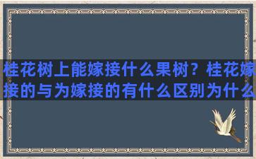 桂花树上能嫁接什么果树？桂花嫁接的与为嫁接的有什么区别为什么嫁接的贵