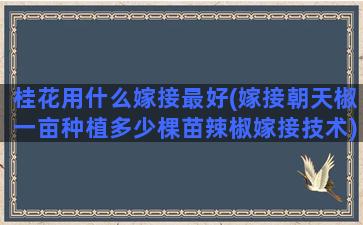 桂花用什么嫁接最好(嫁接朝天椒一亩种植多少棵苗辣椒嫁接技术)