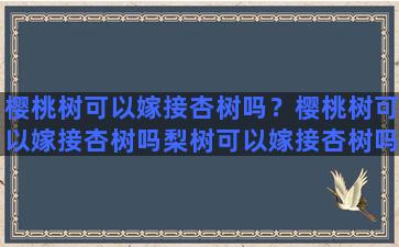 樱桃树可以嫁接杏树吗？樱桃树可以嫁接杏树吗梨树可以嫁接杏树吗