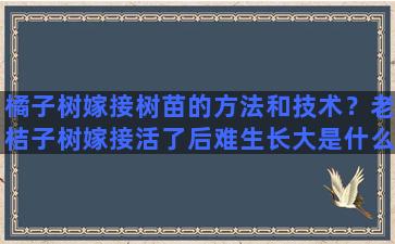 橘子树嫁接树苗的方法和技术？老桔子树嫁接活了后难生长大是什么原因