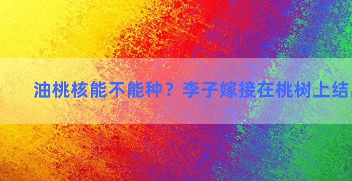 油桃核能不能种？李子嫁接在桃树上结出什么果