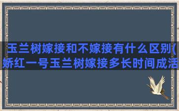 玉兰树嫁接和不嫁接有什么区别(娇红一号玉兰树嫁接多长时间成活)