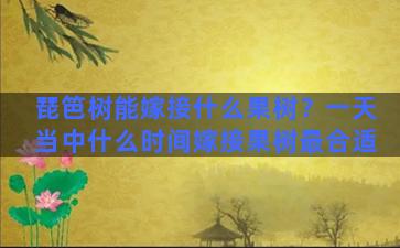 琵笆树能嫁接什么果树？一天当中什么时间嫁接果树最合适