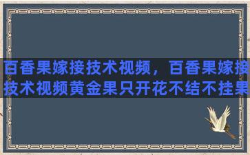 百香果嫁接技术视频，百香果嫁接技术视频黄金果只开花不结不挂果的原因