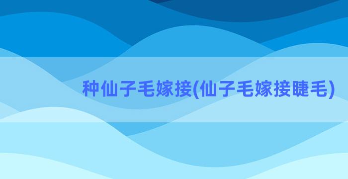 种仙子毛嫁接(仙子毛嫁接睫毛)