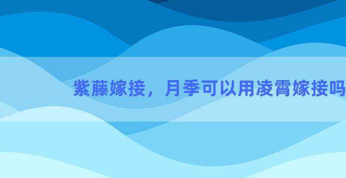 紫藤嫁接，月季可以用凌霄嫁接吗