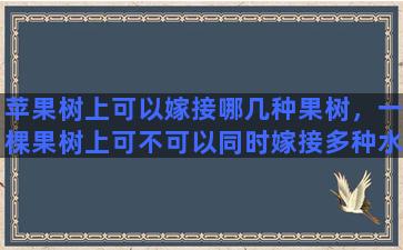 苹果树上可以嫁接哪几种果树，一棵果树上可不可以同时嫁接多种水果