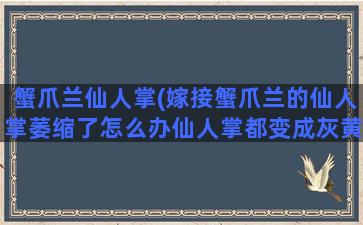 蟹爪兰仙人掌(嫁接蟹爪兰的仙人掌萎缩了怎么办仙人掌都变成灰黄色了)