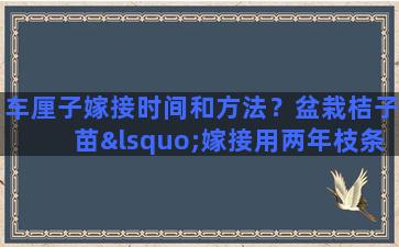 车厘子嫁接时间和方法？盆栽桔子苗‘嫁接用两年枝条能成活吗