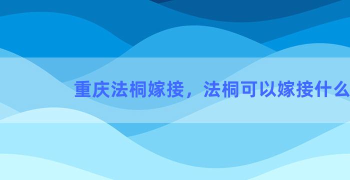 重庆法桐嫁接，法桐可以嫁接什么