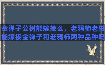 金弹子公树能嫁接么，老鸦柿老桩能嫁接金弹子和老鸦柿两种品种吗