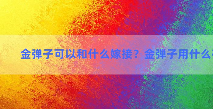 金弹子可以和什么嫁接？金弾子用什么砧木嫁接