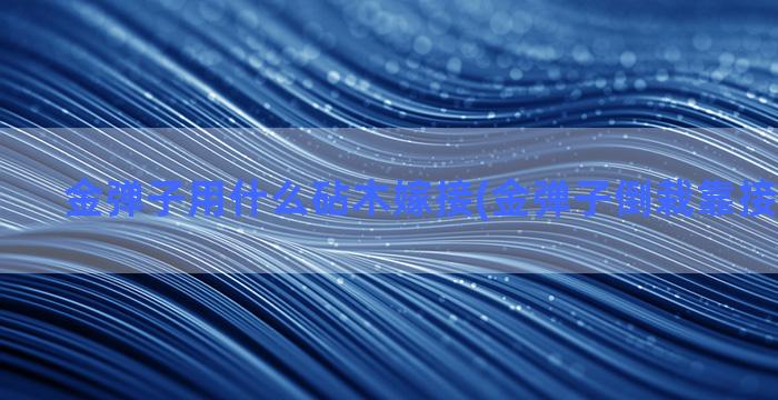 金弹子用什么砧木嫁接(金弹子倒栽靠接技术要领)