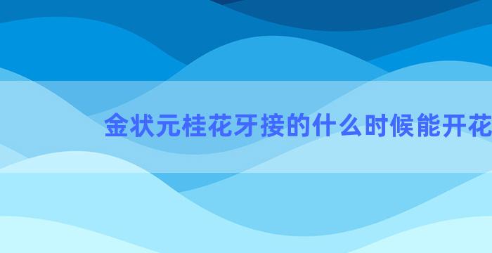 金状元桂花牙接的什么时候能开花