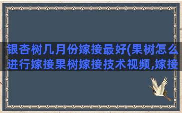 银杏树几月份嫁接最好(果树怎么进行嫁接果树嫁接技术视频,嫁接方法图解)