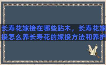 长寿花嫁接在哪些跕木，长寿花嫁接怎么养长寿花的嫁接方法和养护技巧