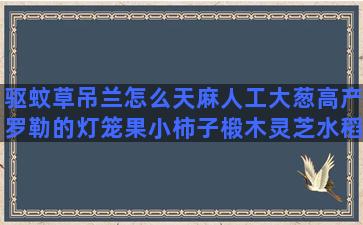 驱蚊草吊兰怎么天麻人工大葱高产罗勒的灯笼果小柿子椴木灵芝水稻栽培视频