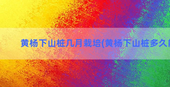 黄杨下山桩几月栽培(黄杨下山桩多久能生根)